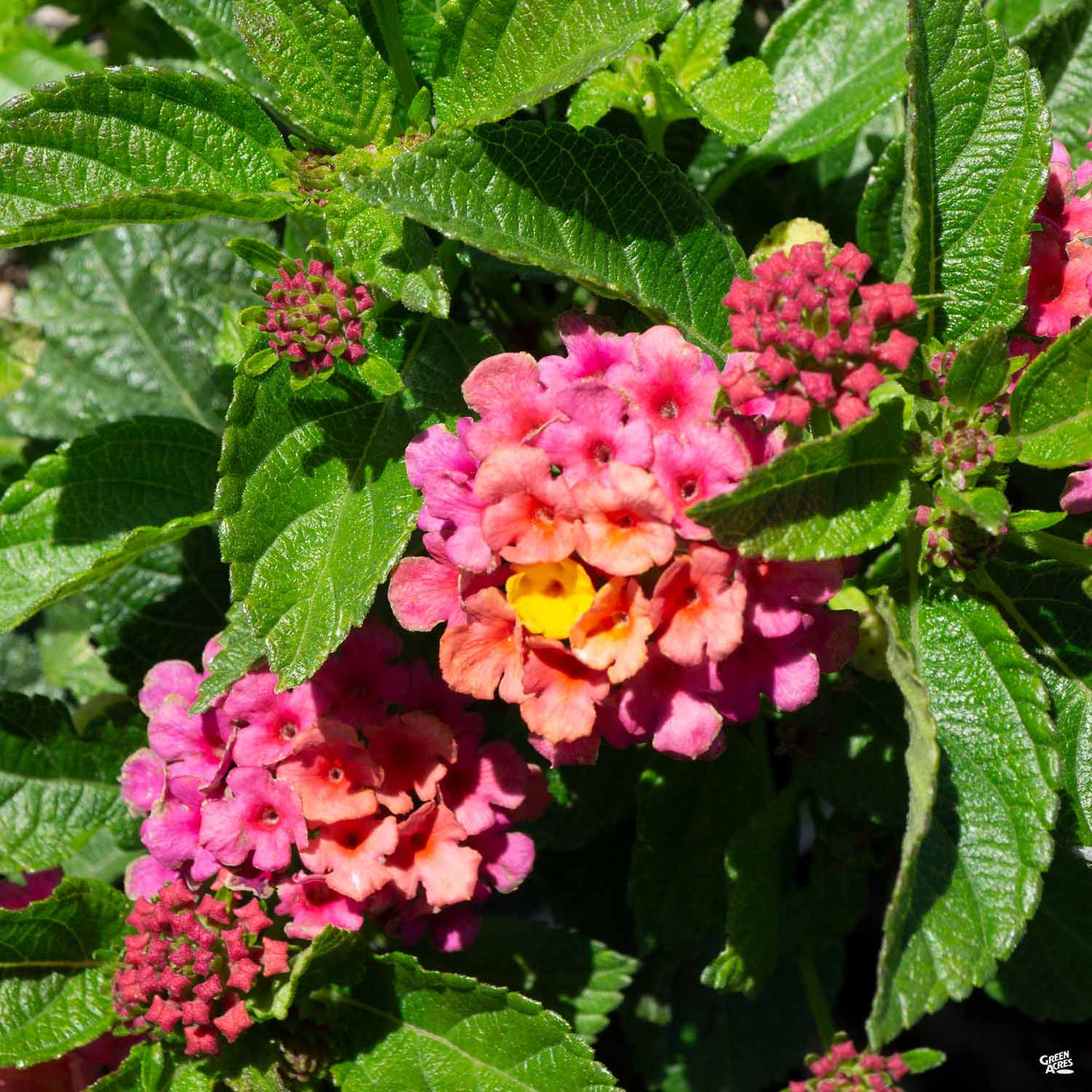 Lantana