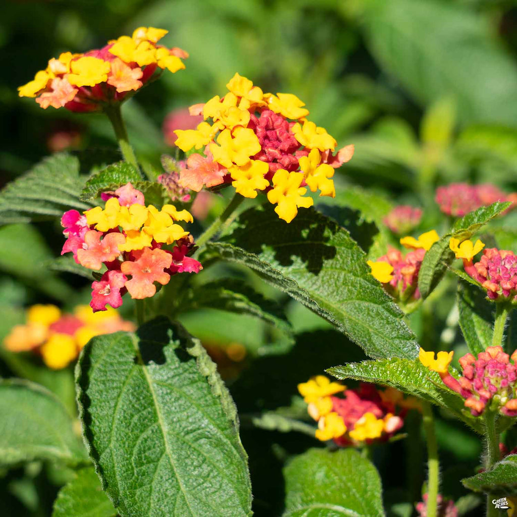 Landmark™ Lantana — Green Acres Nursery & Supply