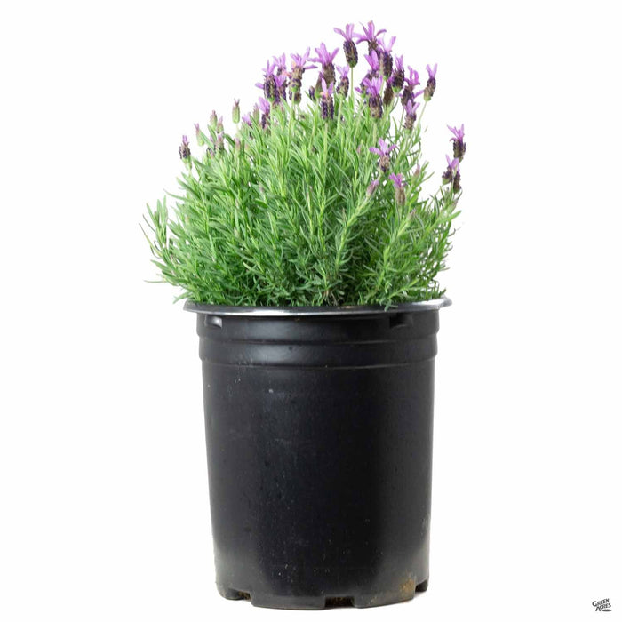 spanish lavender plants for sale Spanish Lavender — Green Acres Nursery & Supply