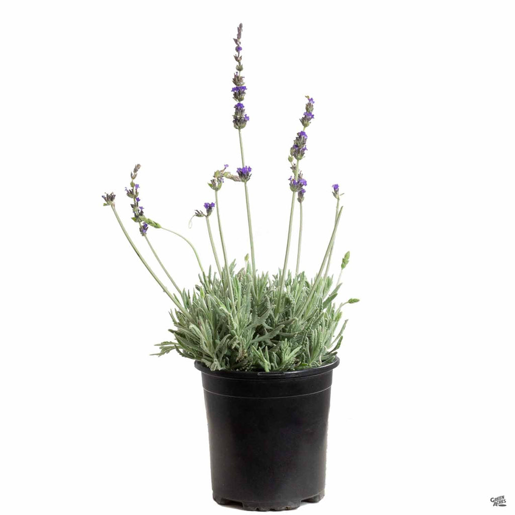 goodwin creek lavender plant Lavender 'Goodwin Creek' — Green Acres Nursery & Supply