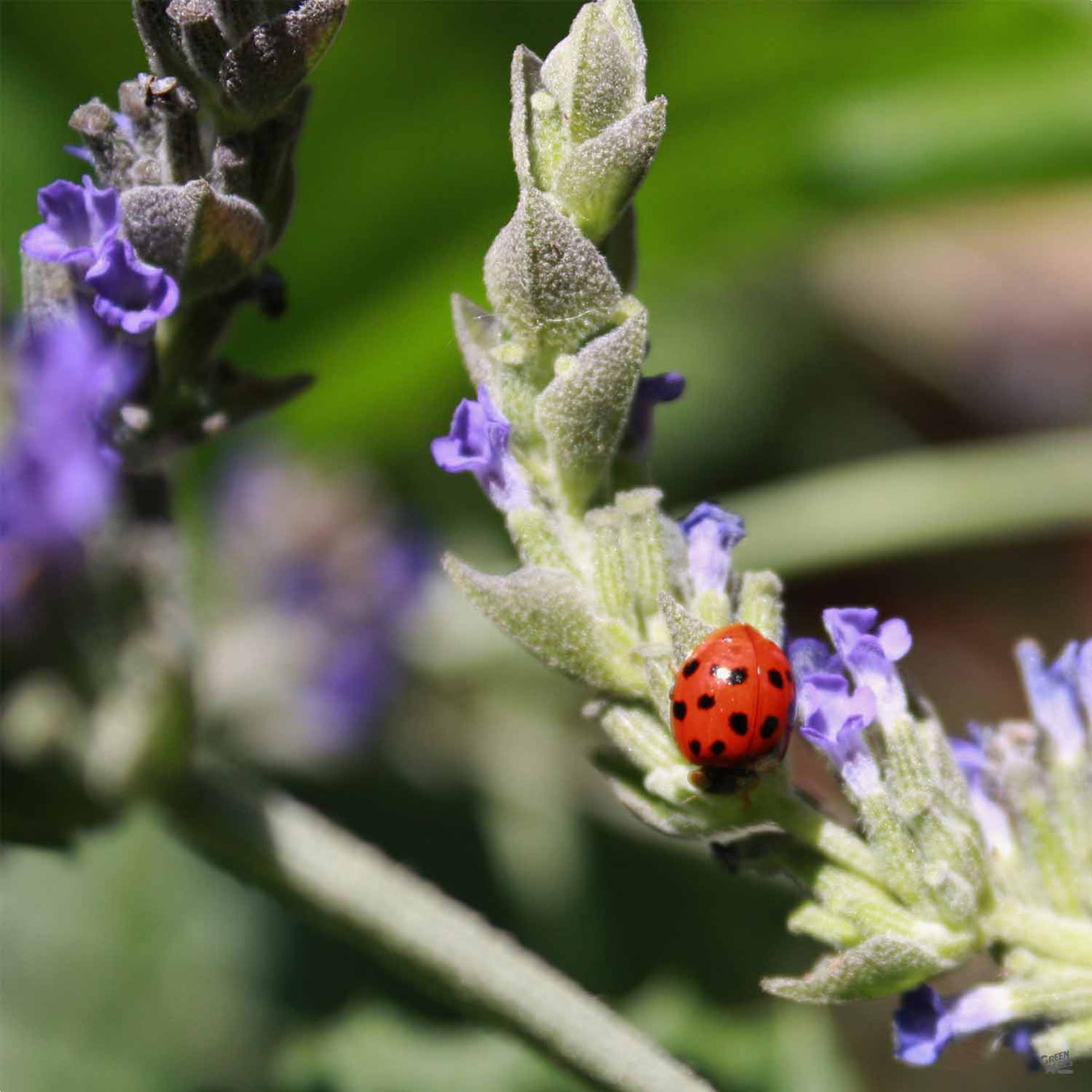 Lavender