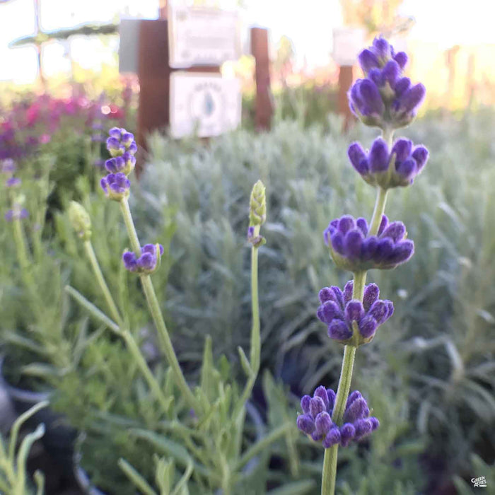 Closeup of Lavender 'Hidcote'