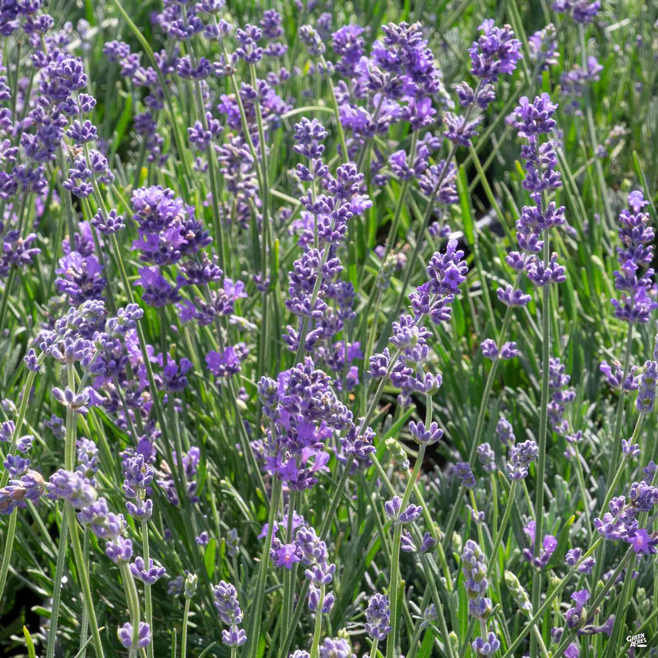 English Lavender