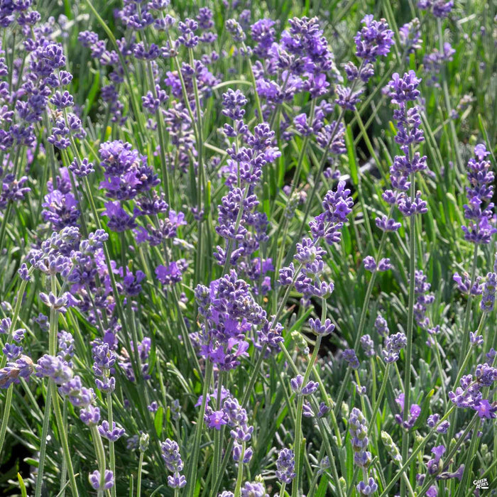 Lavender 'Munstead' — Green Acres Nursery & Supply