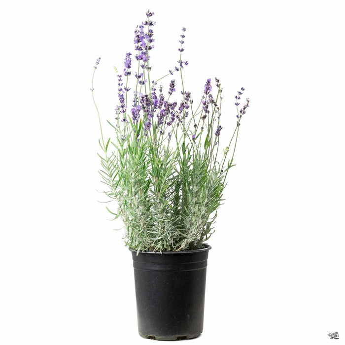 Lavender 'Munstead' 1 gallon