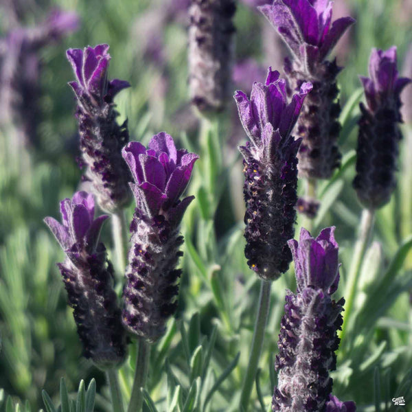 lavender stoechas anouk tree Lavender 'Anouk Double' — Green Acres Nursery & Supply