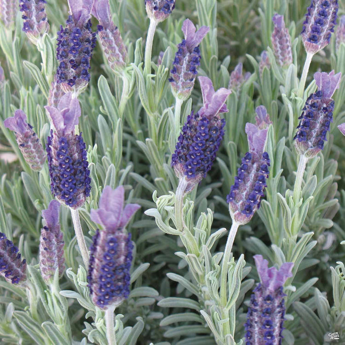 Lavender 'Silver Anouk'