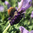 Bee pollinating Lavender stoechas