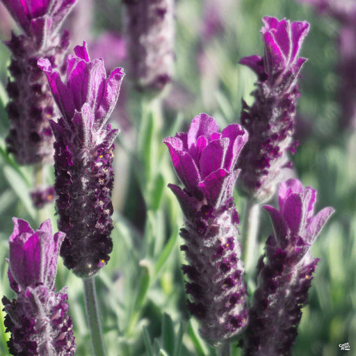 silver anouk lavender plant Spanish Lavender 'Silver Anouk' — Green Acres Nursery & Supply