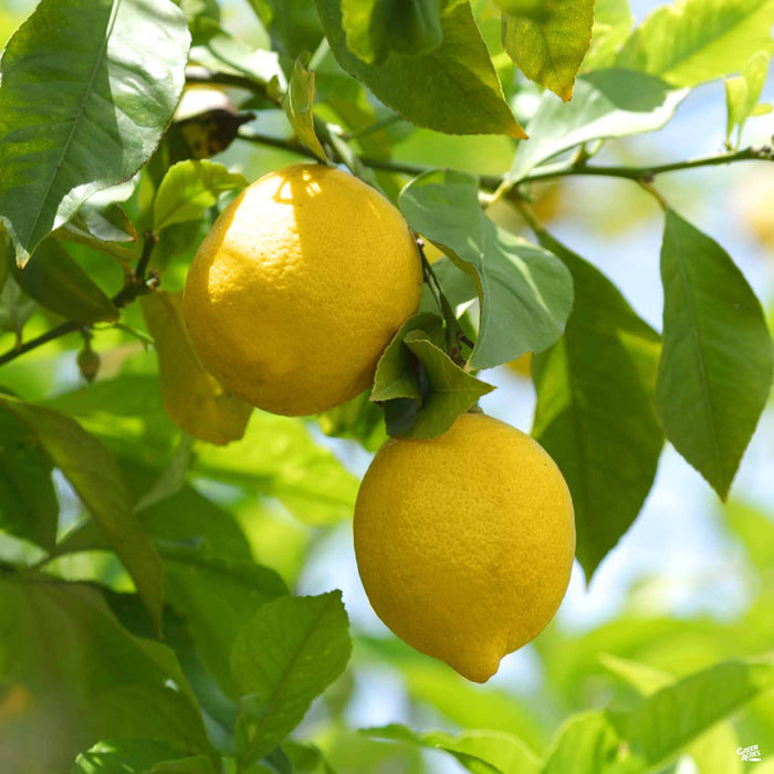 Normal Lemon Lemon 'Eureka', Standard — Green Acres Nursery & Supply