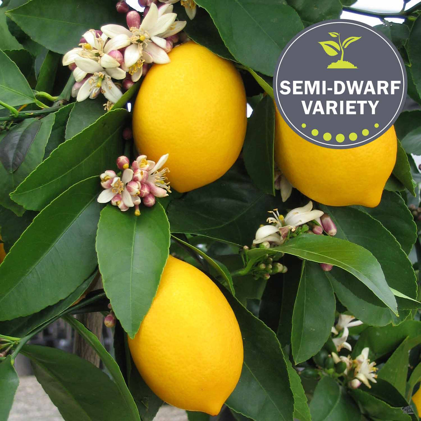 Semi-Dwarf Citrus