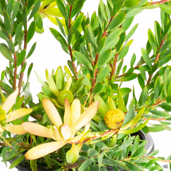 Leucadendron 'Wilson's Wonder' — Green Acres Nursery & Supply