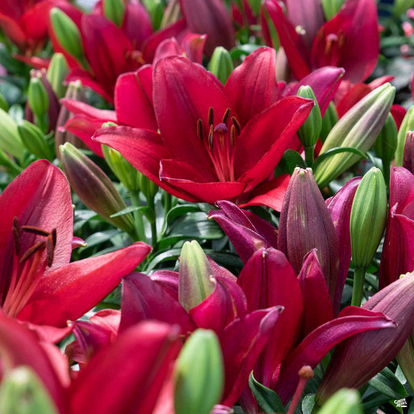 asiatic lily in texas Asiatic Lily — Green Acres Nursery & Supply