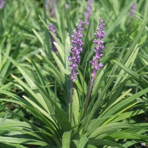 Royal Purple Lilyturf