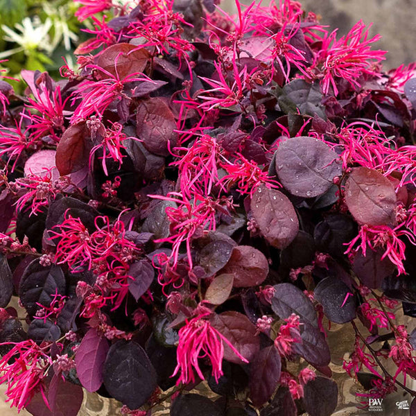 Fringe Flower Jazz Hands Bold® — Green Acres Nursery & Supply