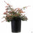 Fringe Flower 'Rubrum' 5 gallon