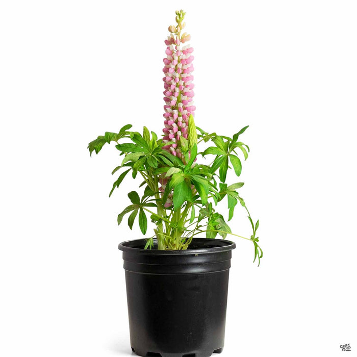 Lupine Staircase Pink 2 gallon