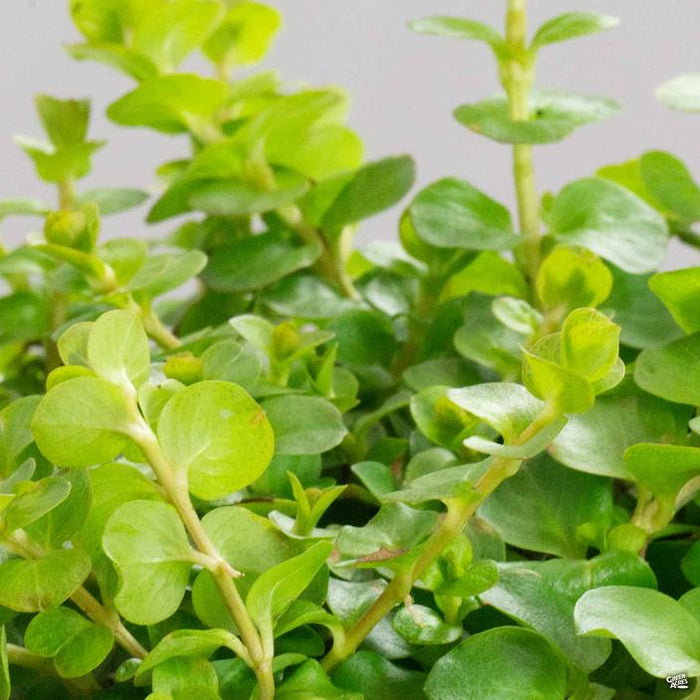 money wart plant Moneywort 'Goldie' — Green Acres Nursery & Supply