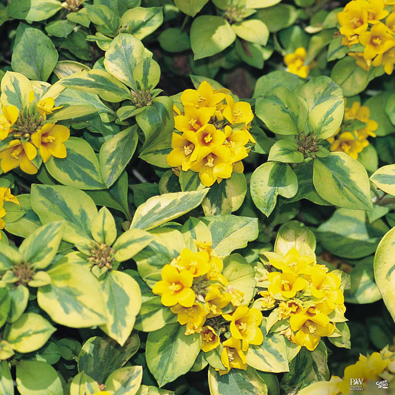 Proven Winners® Fabulous Foliage