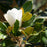 'Little Gem' Magnolia
