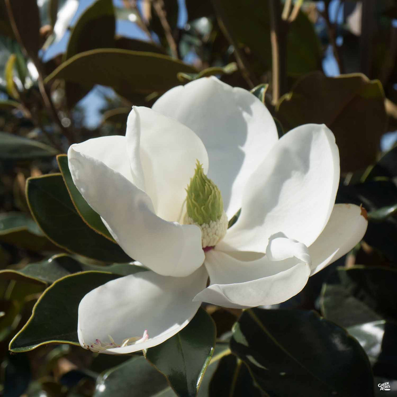 Magnolia 'Little Gem'