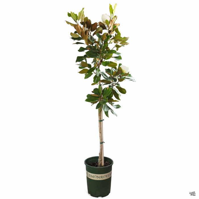 Teddy Bear Southern Magnolia 5 gallon