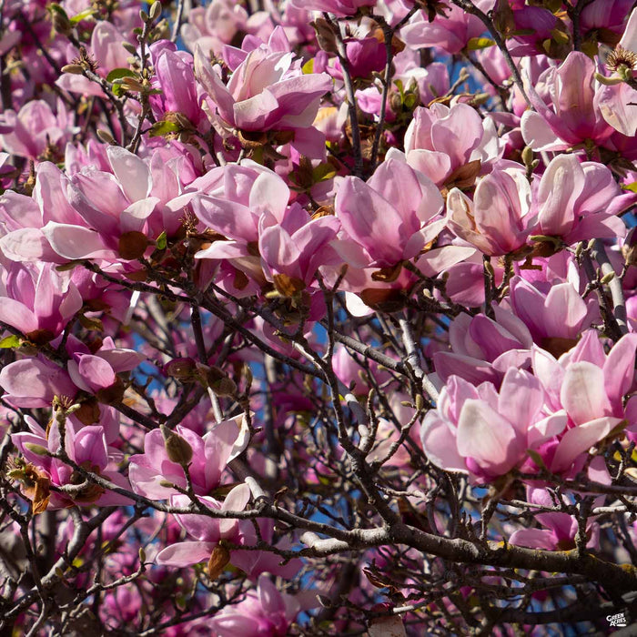 Tulip Magnolia Bloom
