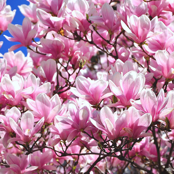 Tulip Magnolia Bloom