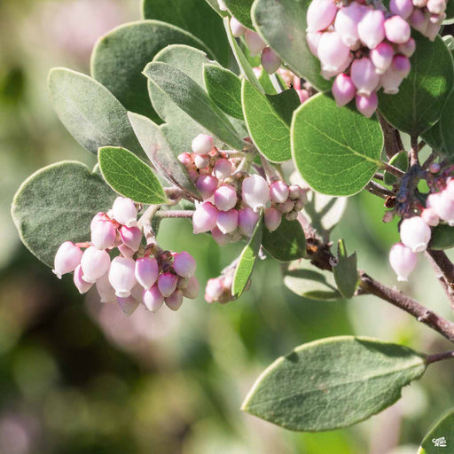 Manzanita 'Howard McMinn'