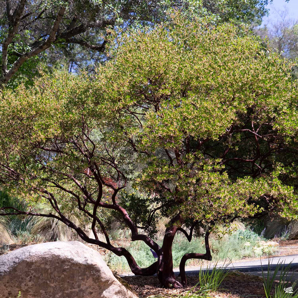 Manzanita 'Howard McMinn' — Green Acres Nursery & Supply