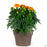 Day of the Dead Color Bowl with orange marigolds 10 inch cache pot
