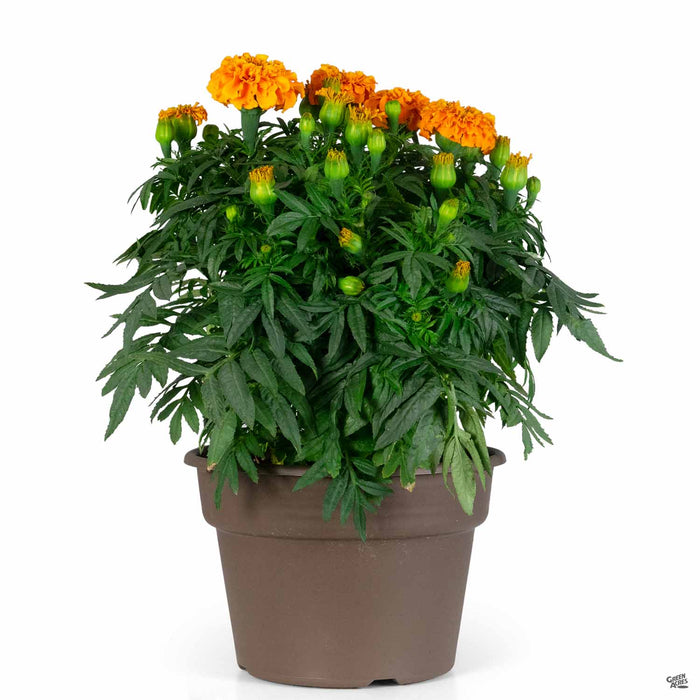 Day of the Dead Color Bowl with orange marigolds 10 inch cache pot
