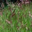 Pink Crystal Grass