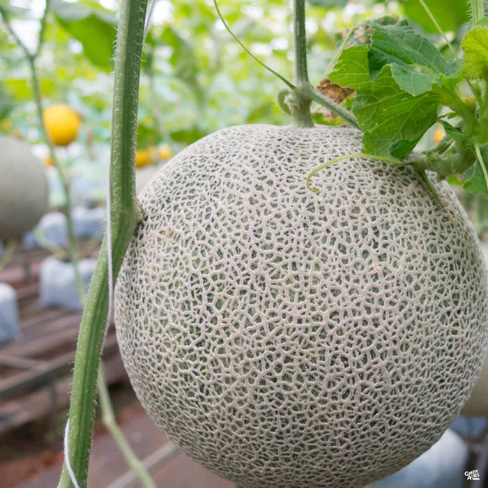 Melon 'Ball Hybrid Green Acres & Supply