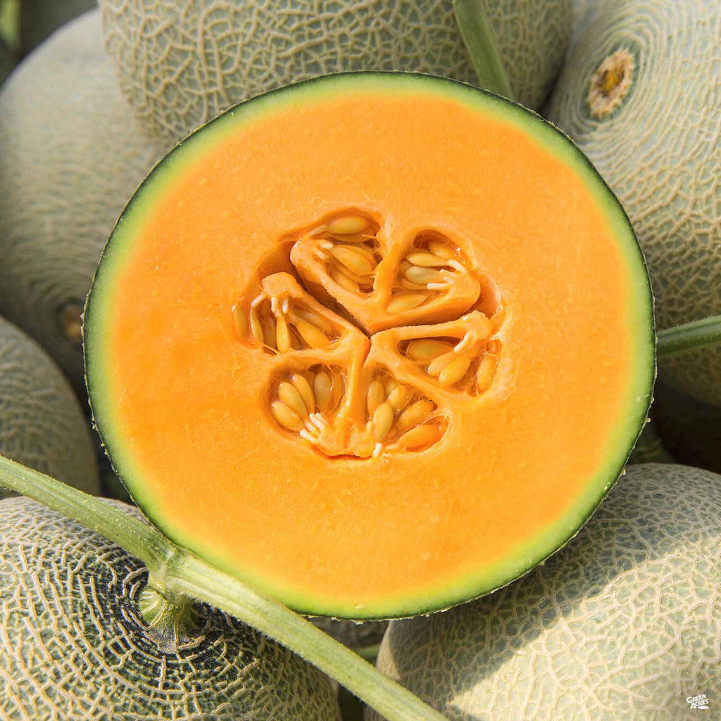 Melon 'Harper's Hybrid Cantaloupe' — Green Acres Nursery & Supply