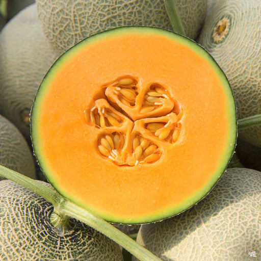 Harper Hybrid Melon
