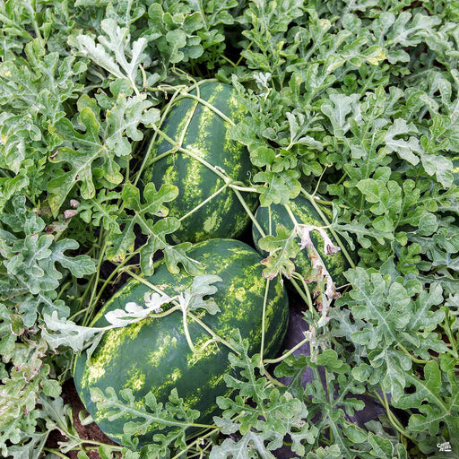 'Allsweet' Watermelon