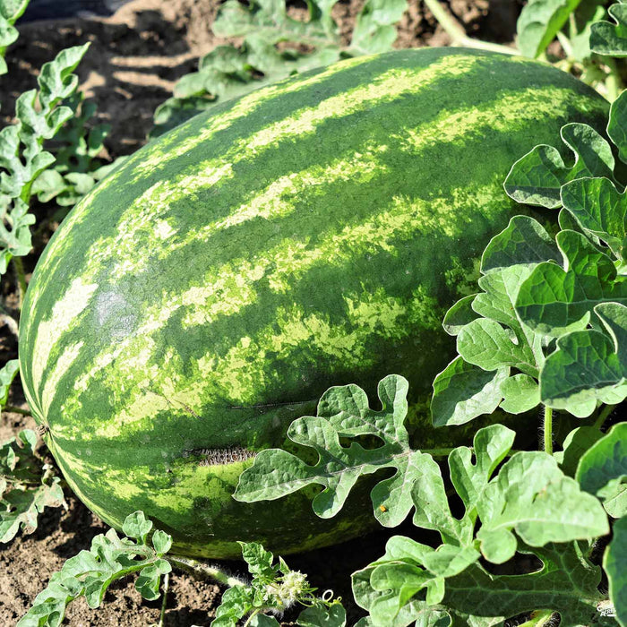 'Klondike' Watermelon