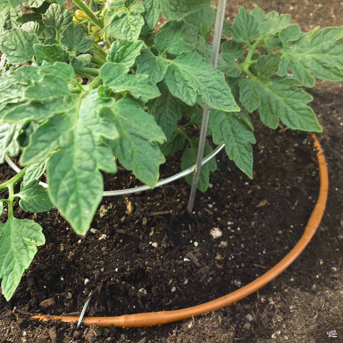 Micro Drip Line irrigating a tomato plant