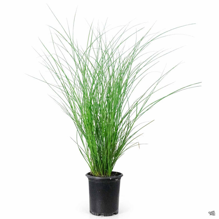 Maiden Grass 'Gracillimus' 1 gallon