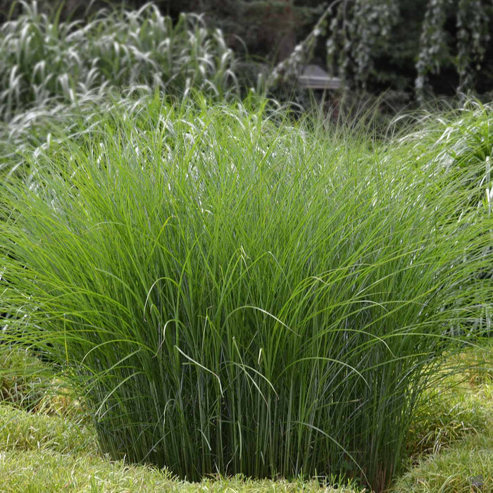 Maiden Grass 'Gracillimus'