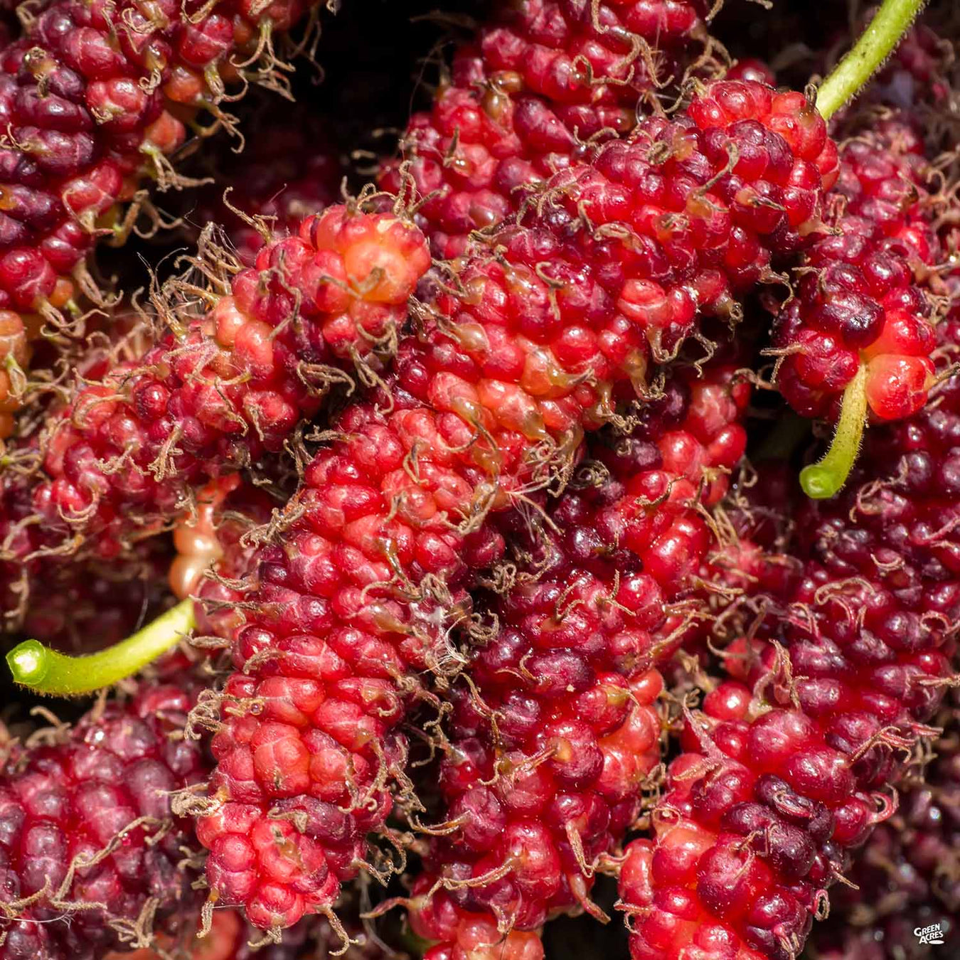 Fruiting Mulberry Trees