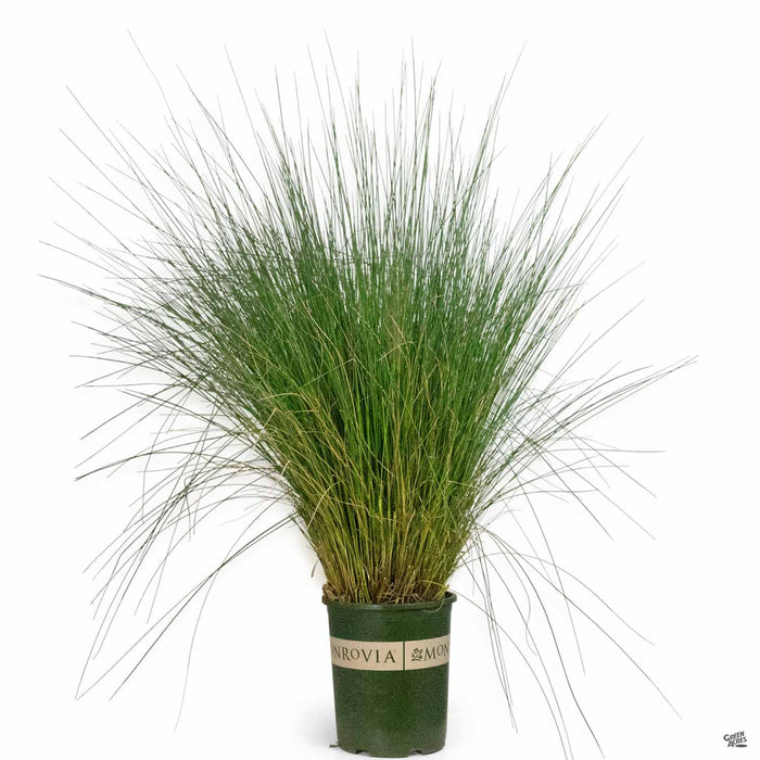 Pink Muhly Grass 'Plumetastic' 5 gallon Monrovia