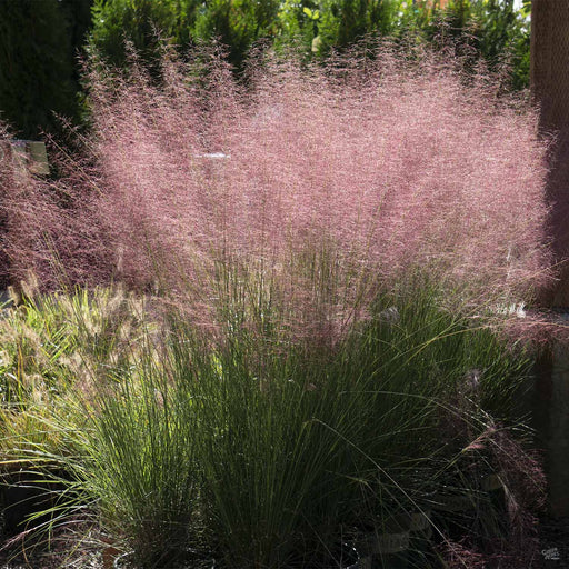 Pink Muhly Grass 'Plumetastic'