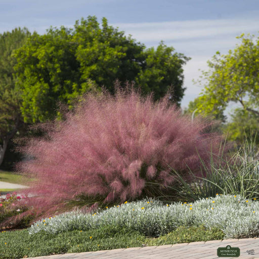 Pink Muhly Grass 'Plumetastic'