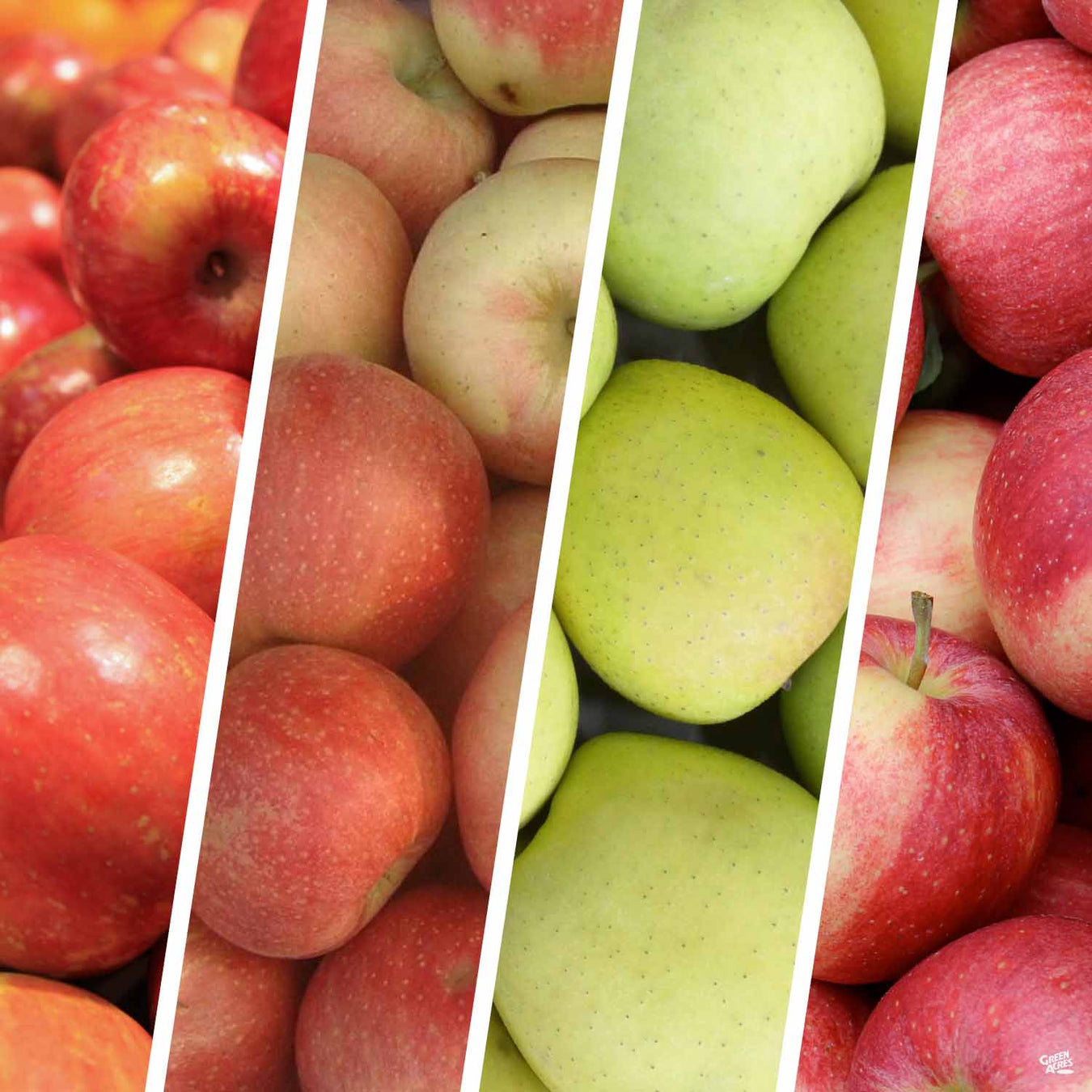 Multi-Graft Fruit Trees