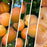 Apricot Multi-Graft Number 1