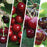 Cherry Multi-Graft Combo Number 1