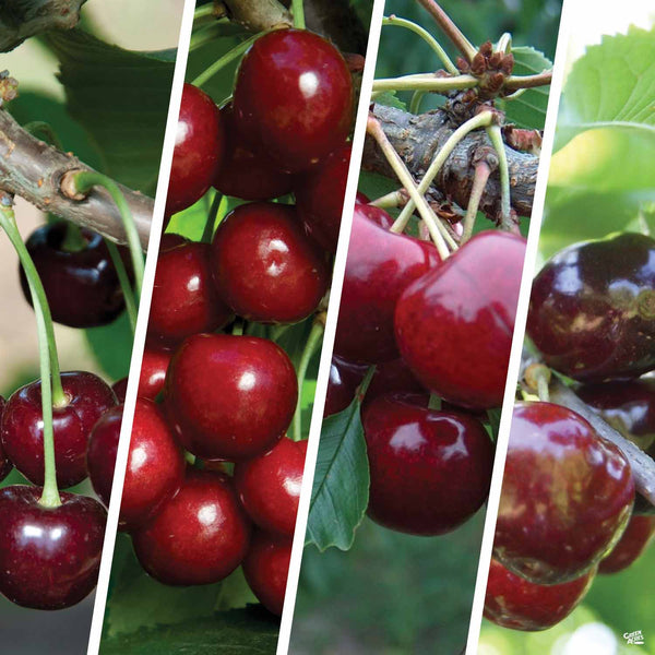 MultiGraft_Cherry_Combo1_600x6