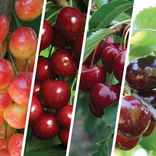 Rare Royal Ann CHERRY Fruit Tree 2,6 Or10 Seeds-great for Growing